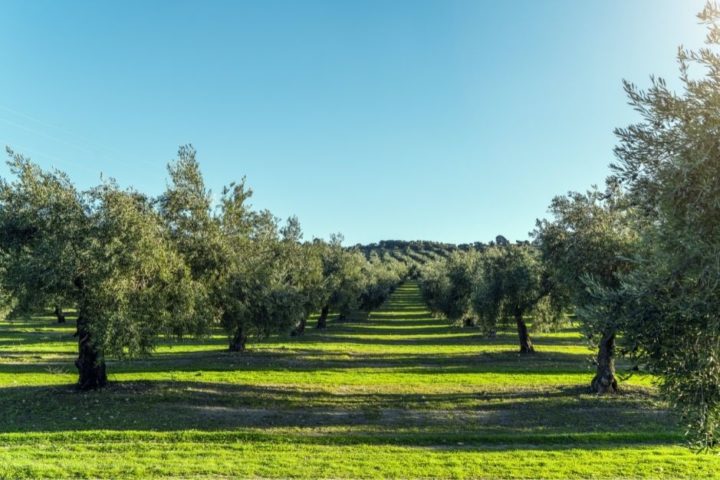 El Olivar como Barrera Natural frente a la Desertificación
